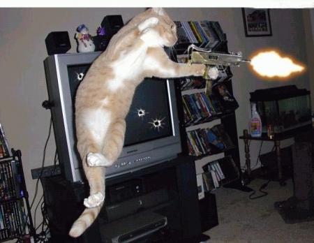 mon chat